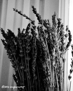 Lavendar, in Laurie's kitchen